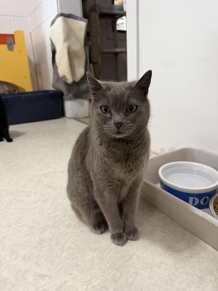 Enlarge Smokey, a Adoptable Russian Blue in Salmon, ID image 3/3