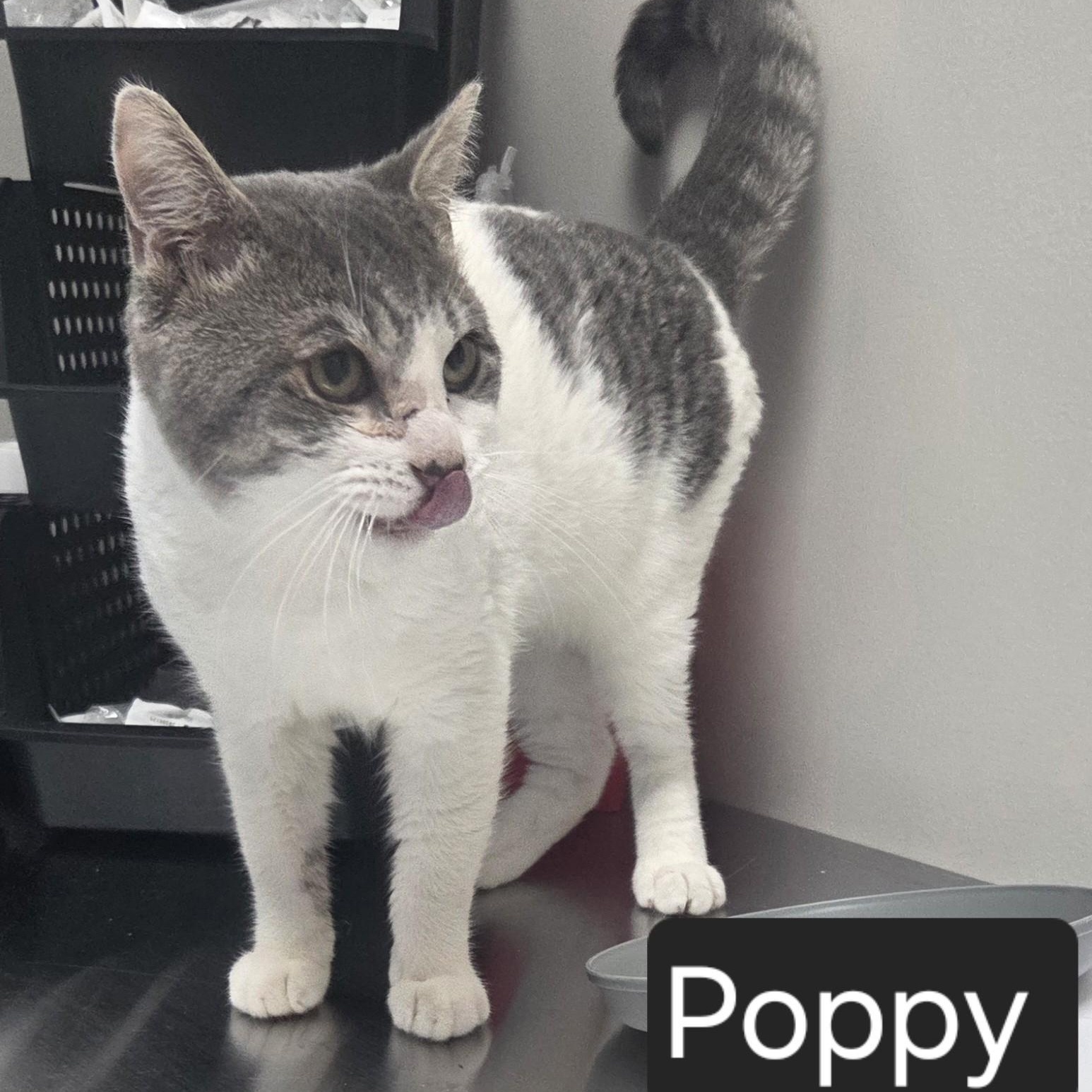 Enlarge Poppy, an adopted Domestic Short Hair in SNOW HILL, NC image 2/2