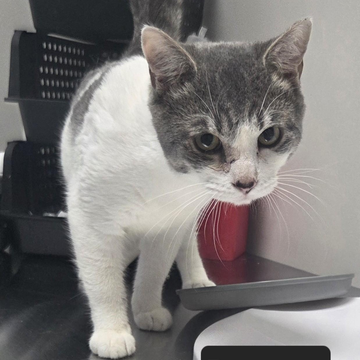 Enlarge Poppy, an adopted Domestic Short Hair in SNOW HILL, NC image 1/2