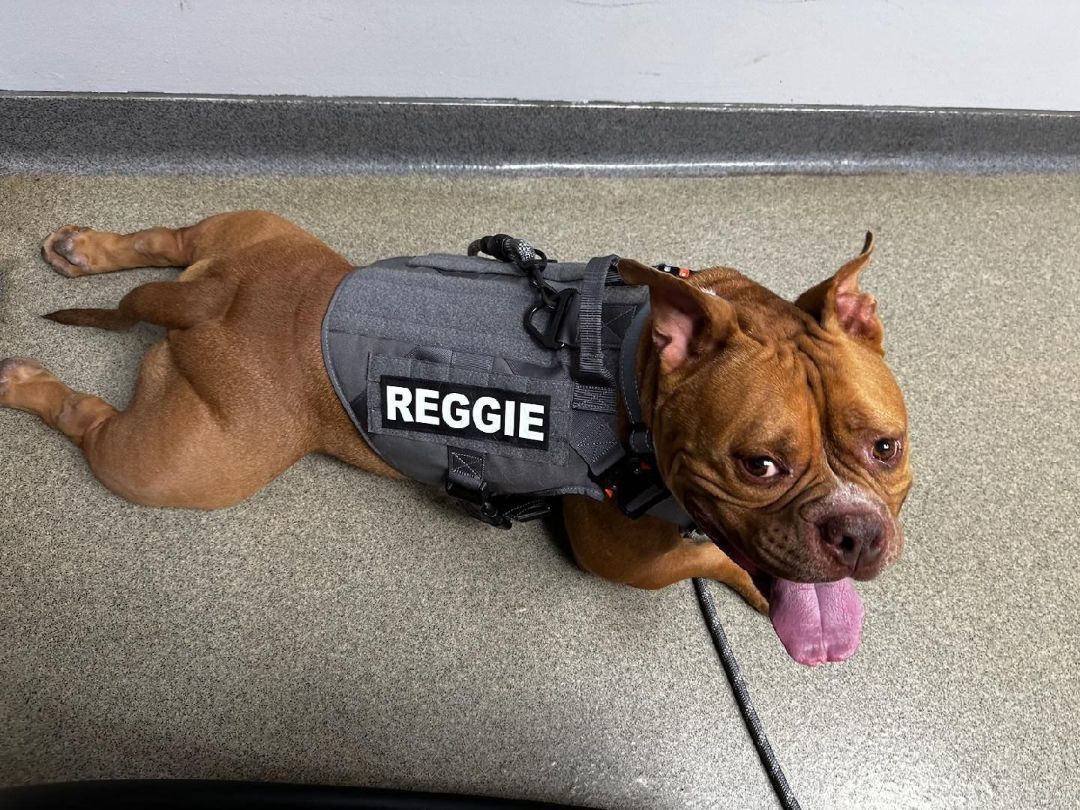 Reggie 5