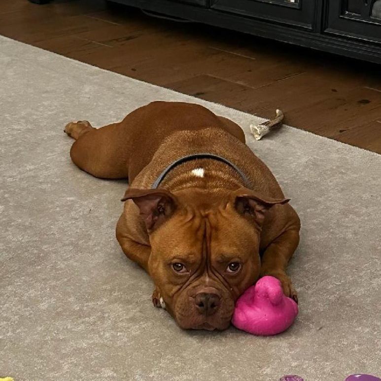 Reggie 1