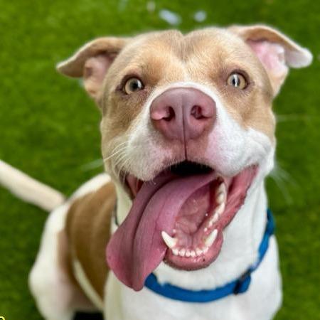 Peyton, Adoptable, Adult Male Mixed Breed.