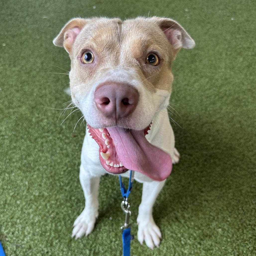 Enlarge Peyton, a Adoptable Mixed Breed in West Palm Beach, FL image 2/4