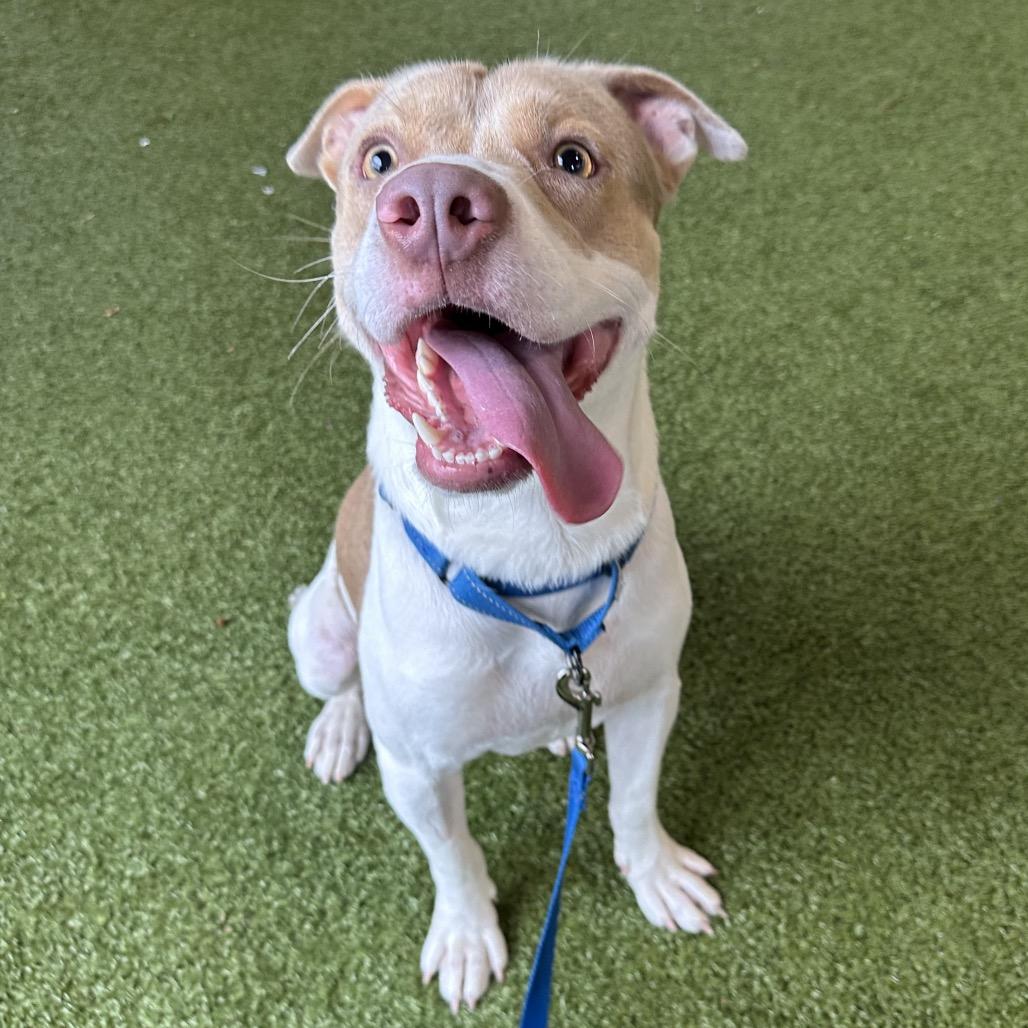 Enlarge Peyton, a Adoptable Mixed Breed in West Palm Beach, FL image 3/4