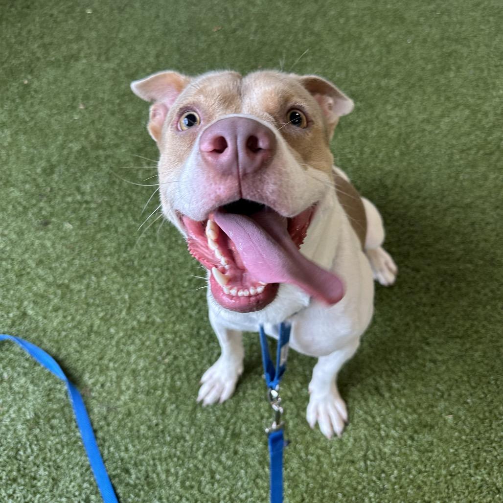 Enlarge Peyton, a Adoptable Mixed Breed in West Palm Beach, FL image 4/4