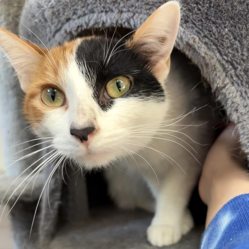 Enlarge Barbie, a Adoptable Domestic Short Hair in Bloomington, IL image 1/6