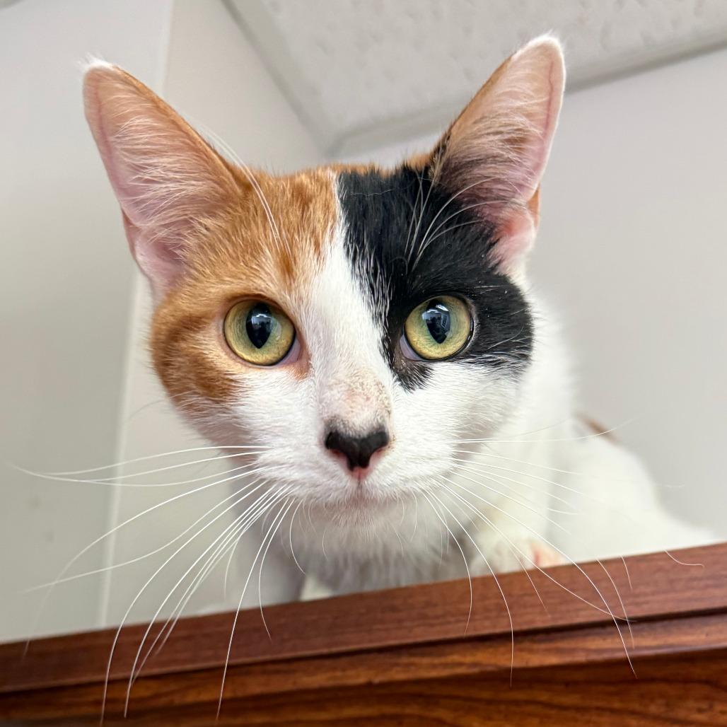 Enlarge Barbie, a Adoptable Domestic Short Hair in Bloomington, IL image 1/4