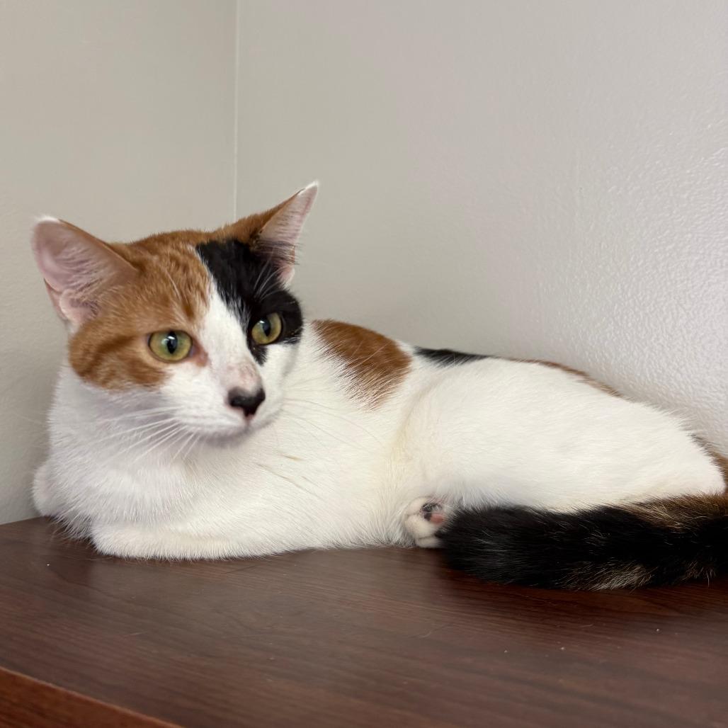 Enlarge Barbie, a Adoptable Domestic Short Hair in Bloomington, IL image 2/4