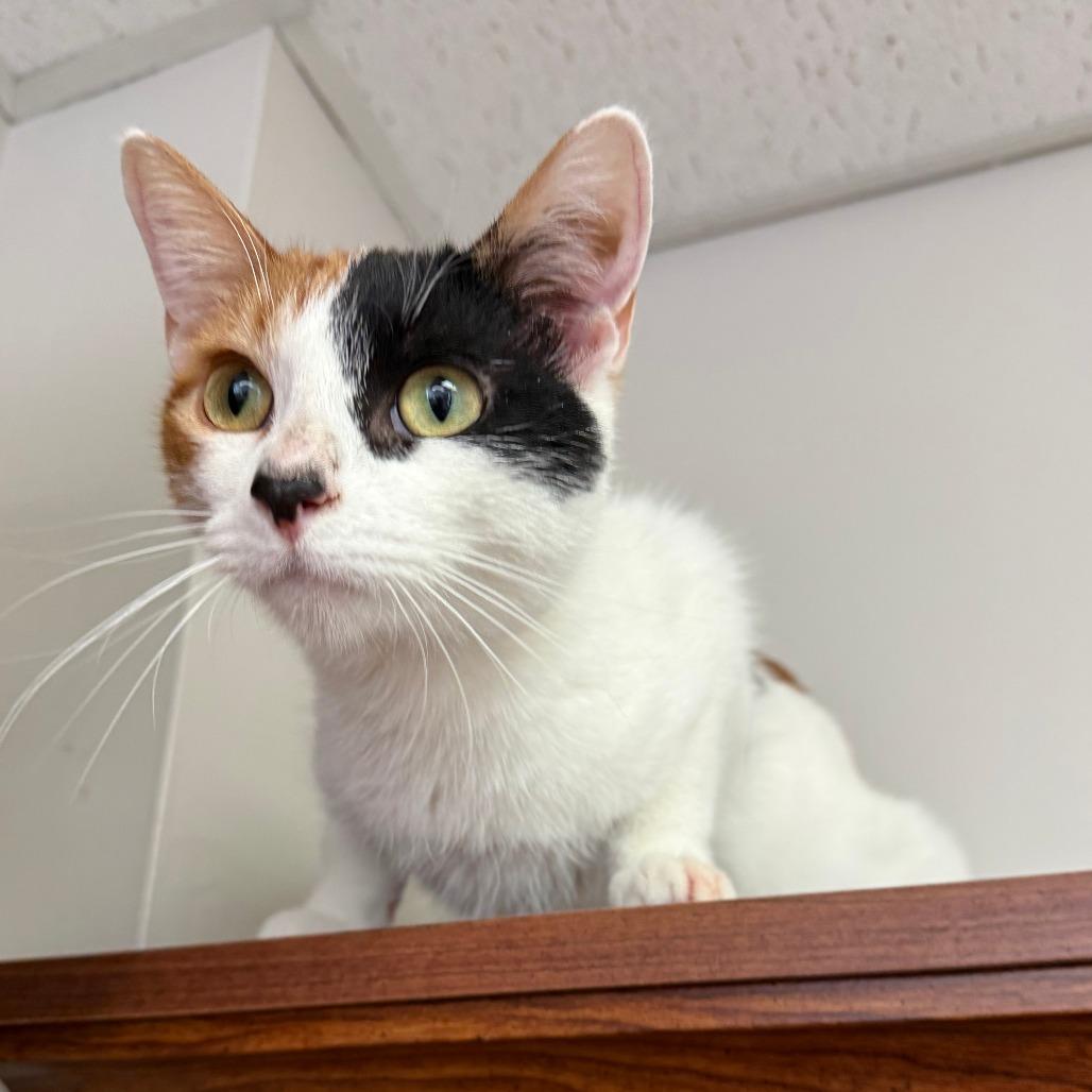 Enlarge Barbie, a Adoptable Domestic Short Hair in Bloomington, IL image 3/4