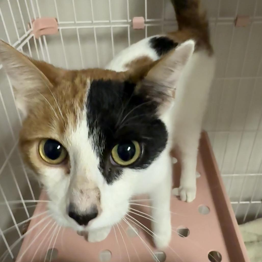 Enlarge Barbie, a Adoptable Domestic Short Hair in Bloomington, IL image 4/4