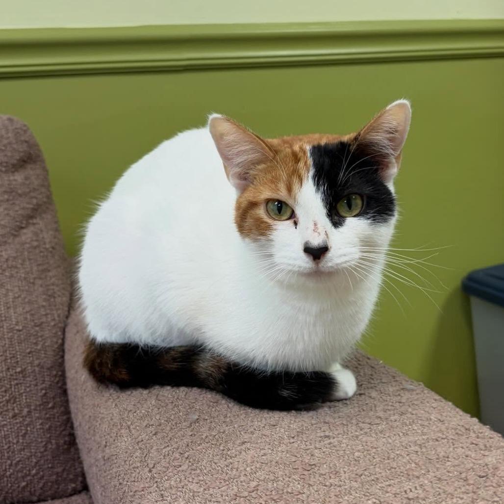 Enlarge Barbie, a Adoptable Domestic Short Hair in Bloomington, IL image 6/6