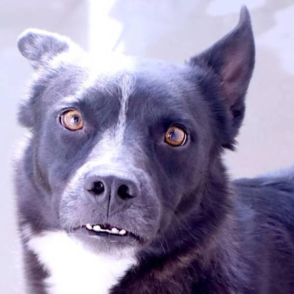 Enlarge Chico, a Adoptable mixed breed in Midland, TX image 3/6