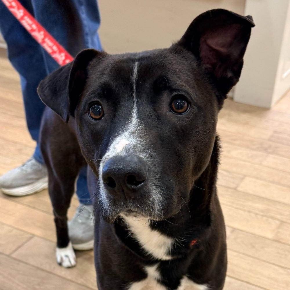 August, Adoptable, Young Male Terrier.