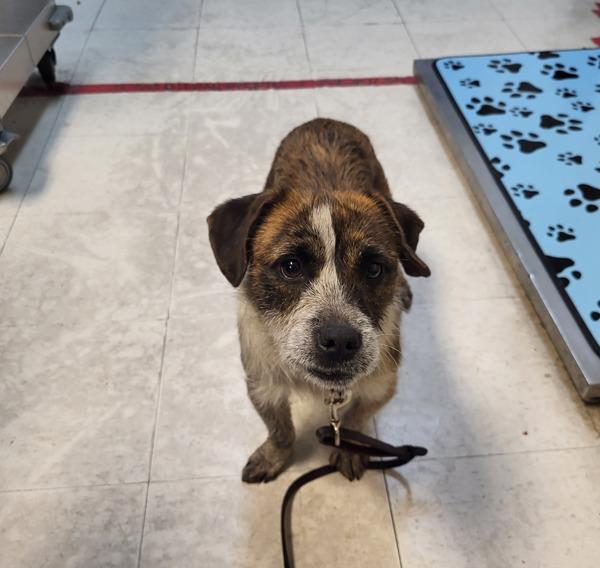 Enlarge Bingo, a Adoptable mixed breed in Oceanside, CA image 1/3