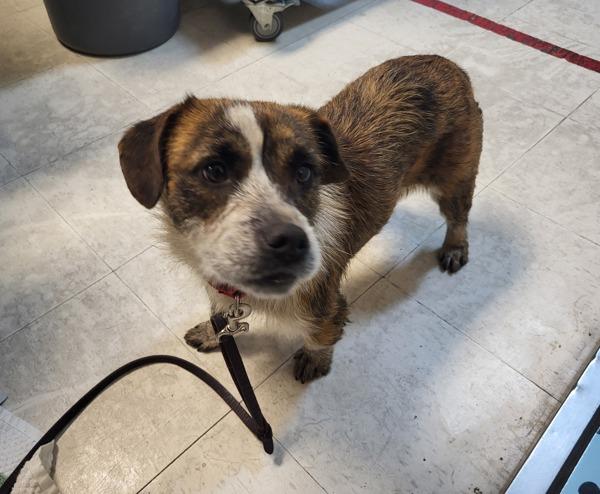 Enlarge Bingo, a Adoptable mixed breed in Oceanside, CA image 2/3