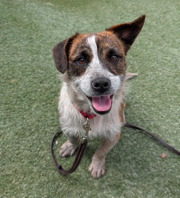 Enlarge Bingo, a Adoptable mixed breed in Oceanside, CA image 3/3