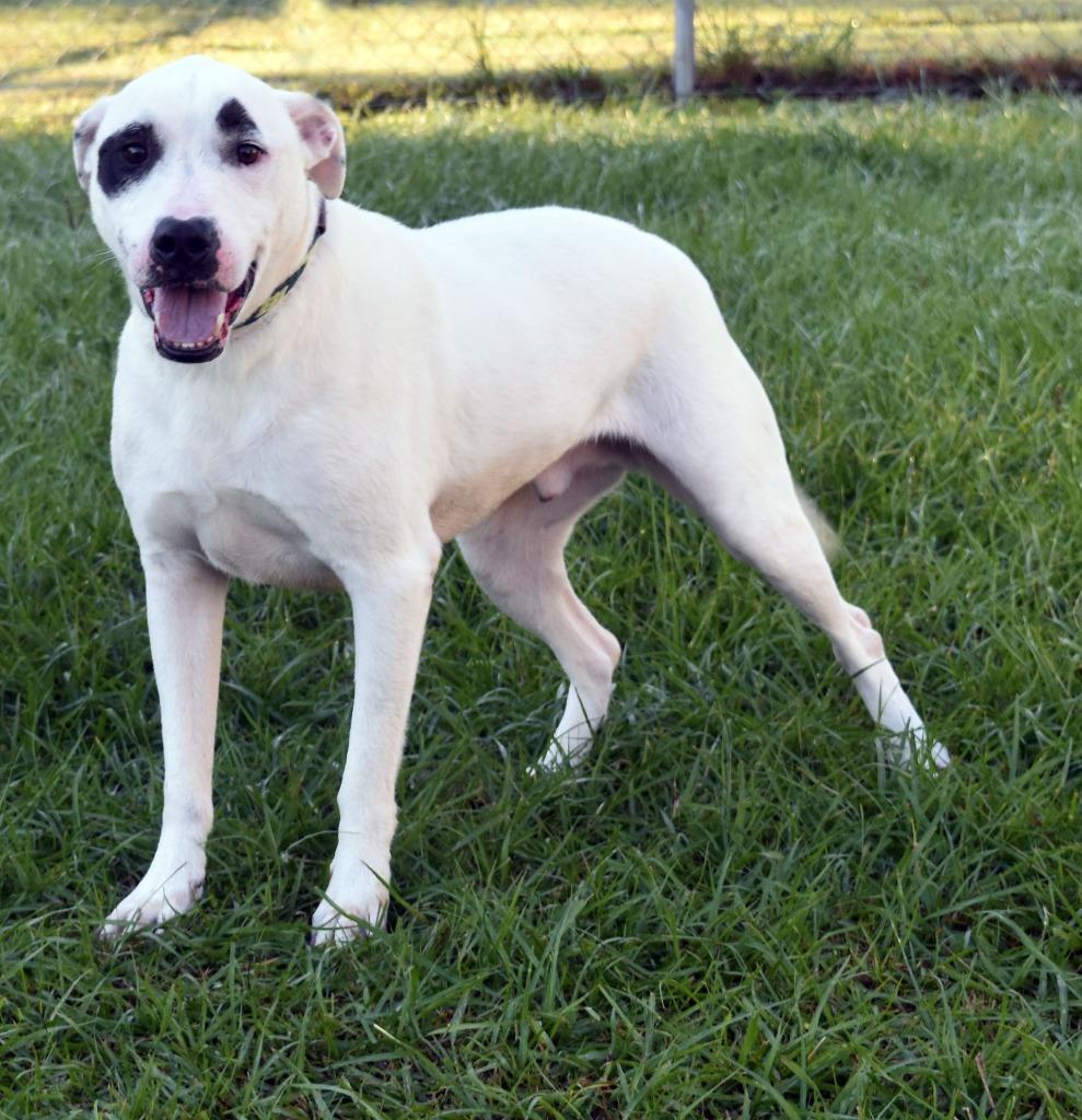 Peeps, Adoptable, Adult Male Mixed Breed.