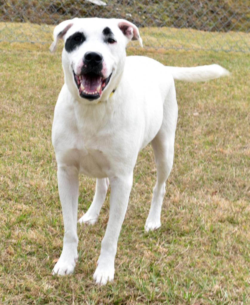 Enlarge Peeps, a Adoptable mixed breed in Kingsland, GA image 2/4