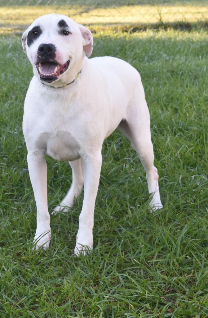 Enlarge Peeps, a Adoptable mixed breed in Kingsland, GA image 3/4