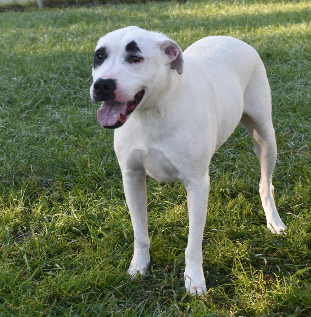 Enlarge Peeps, a Adoptable mixed breed in Kingsland, GA image 4/4