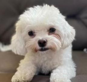 Nube, an adopted Poodle & Maltese Mix in Los Angeles, CA_image-1