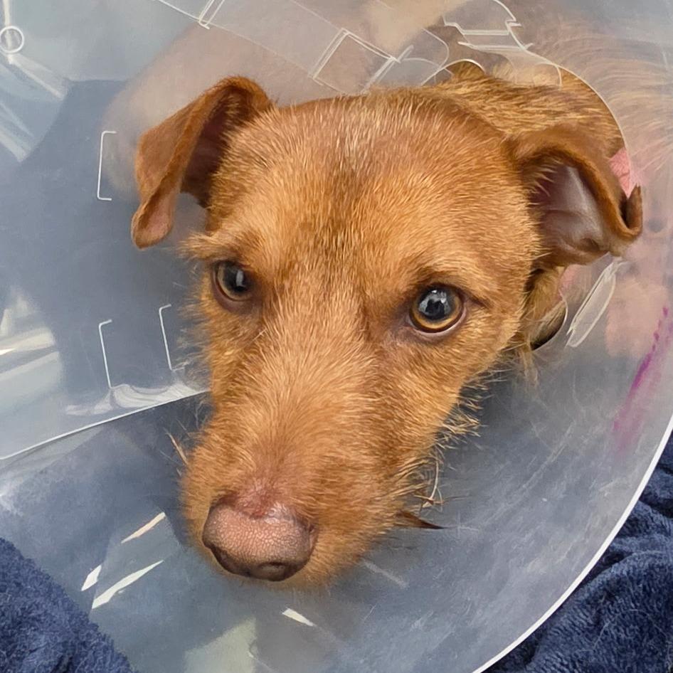 Pipp, Adoptable, Young Male Terrier.