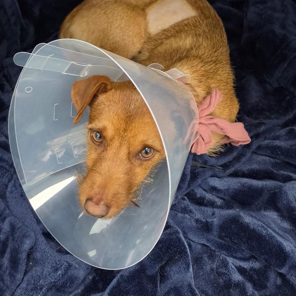 Enlarge Pipp, a Adoptable Terrier in Rossville, GA image 2/4