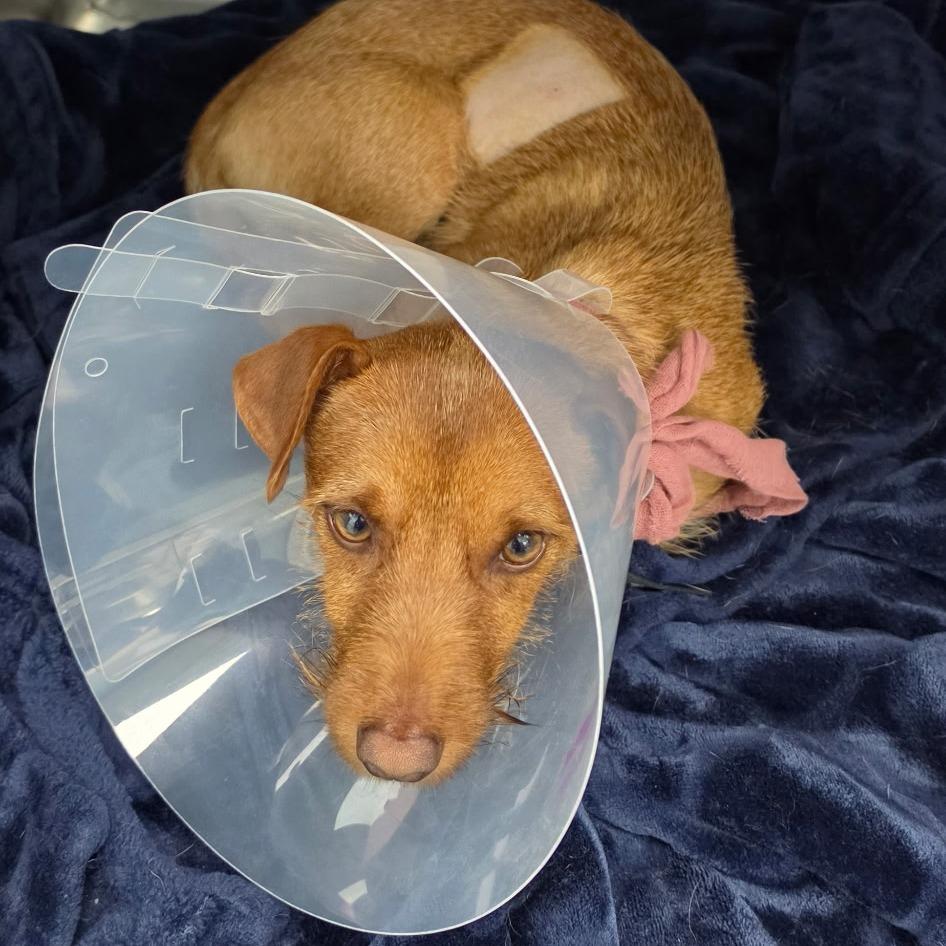 Enlarge Pipp, a Adoptable Terrier in Rossville, GA image 3/4