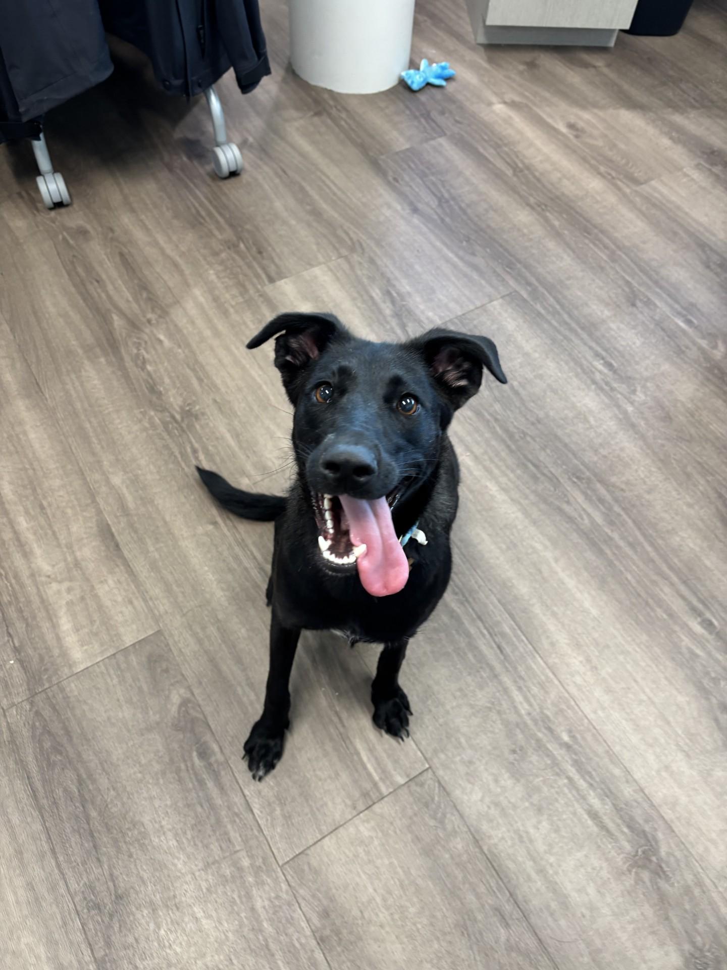 Enlarge Lulu, a ADOPTABLE mixed breed in Sachse, TX image 1/1