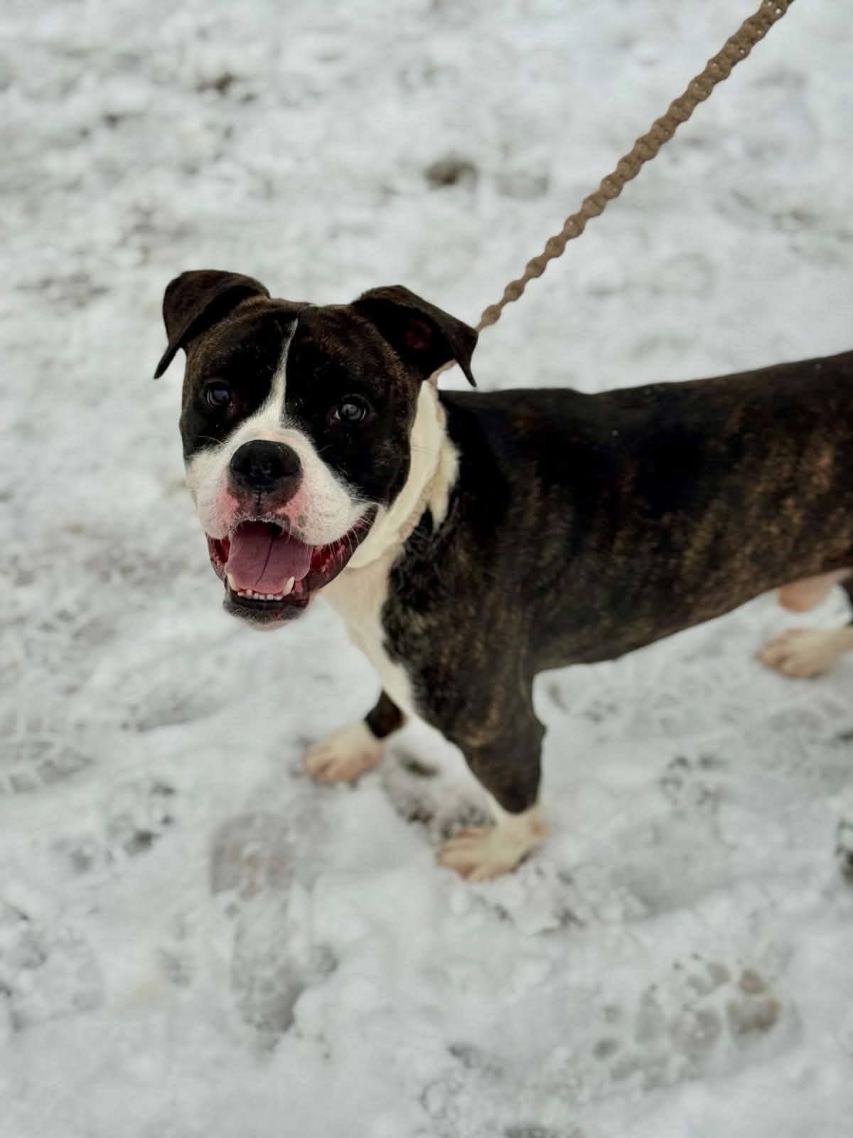 Enlarge Uno, a ADOPTABLE mixed breed in Benton Harbor, MI image 3/4