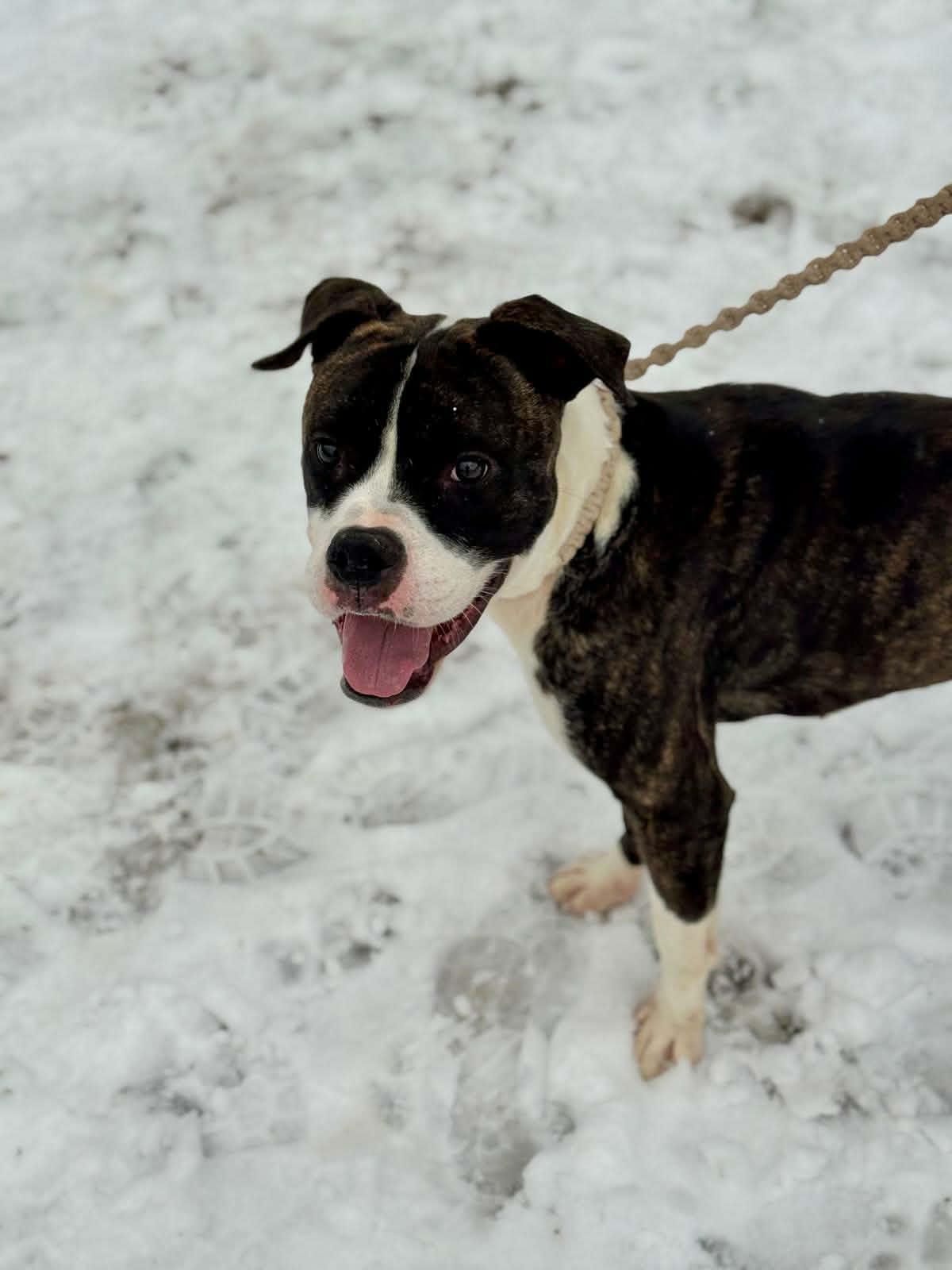 Enlarge Uno, a ADOPTABLE mixed breed in Benton Harbor, MI image 2/4