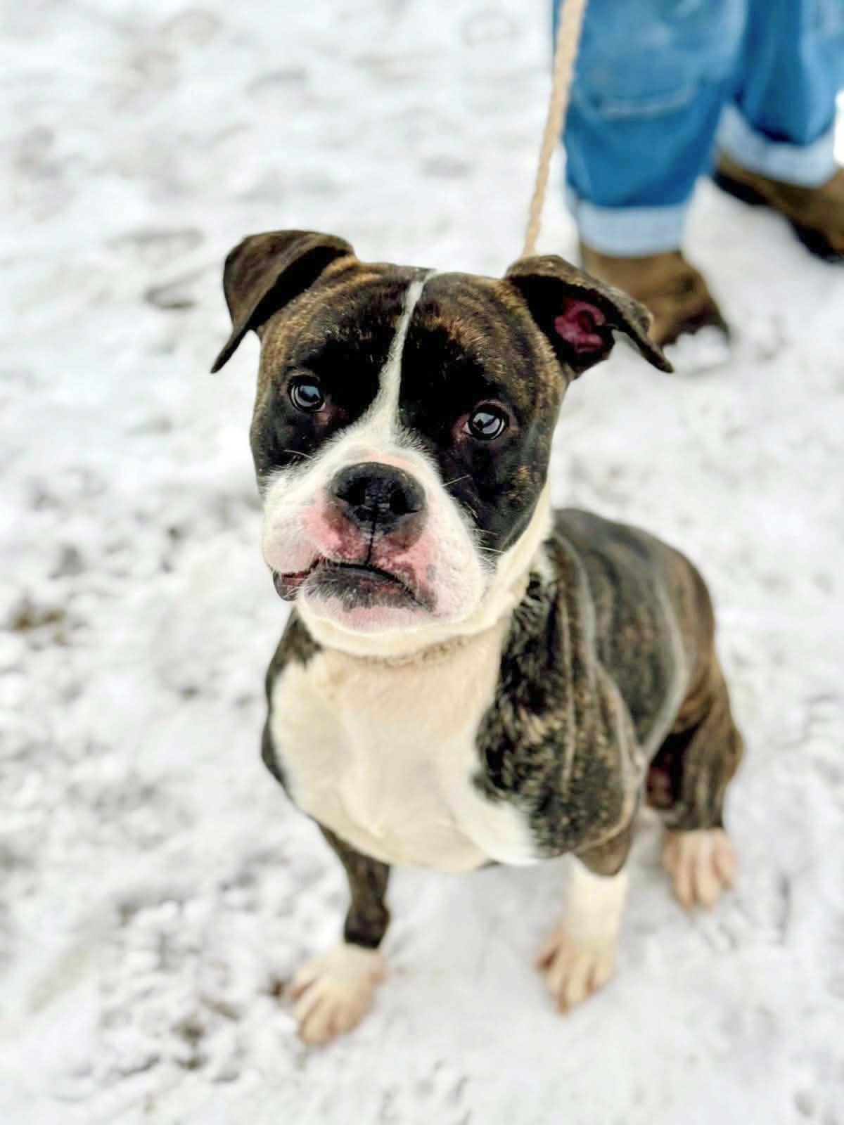 Uno, ADOPTABLE, Adult Male Boxer.