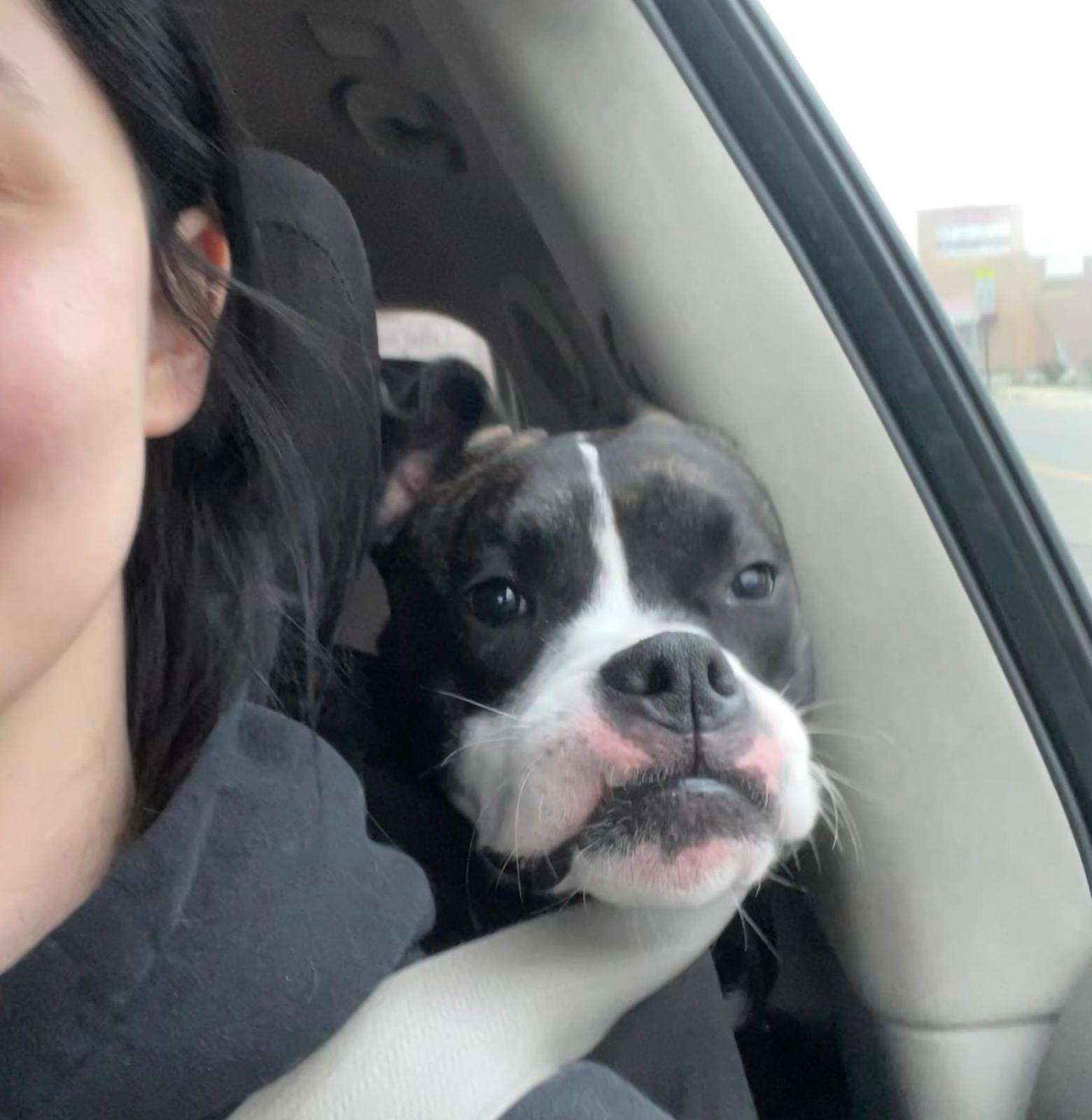 Uno, ADOPTABLE, Adult Male Boxer.