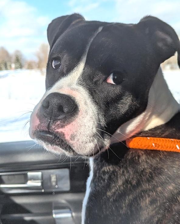 Enlarge Uno, a ADOPTABLE mixed breed in Benton Harbor, MI image 1/5