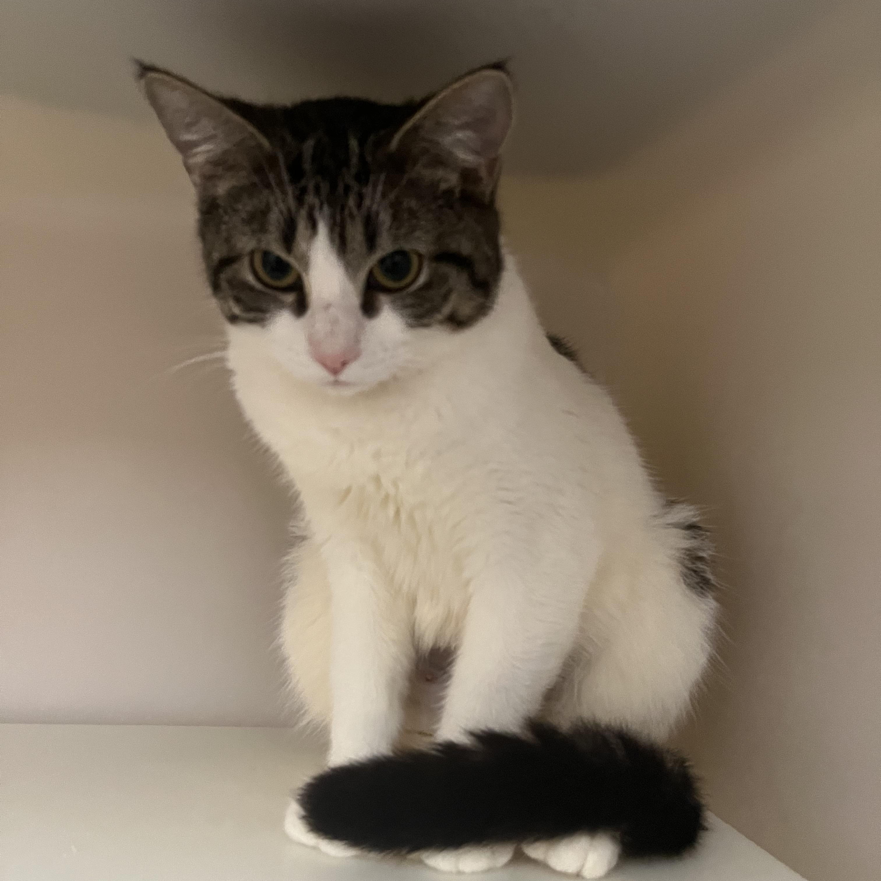 Peggy, a ADOPTABLE Domestic Short Hair in Salisbury, MA image 6/6
