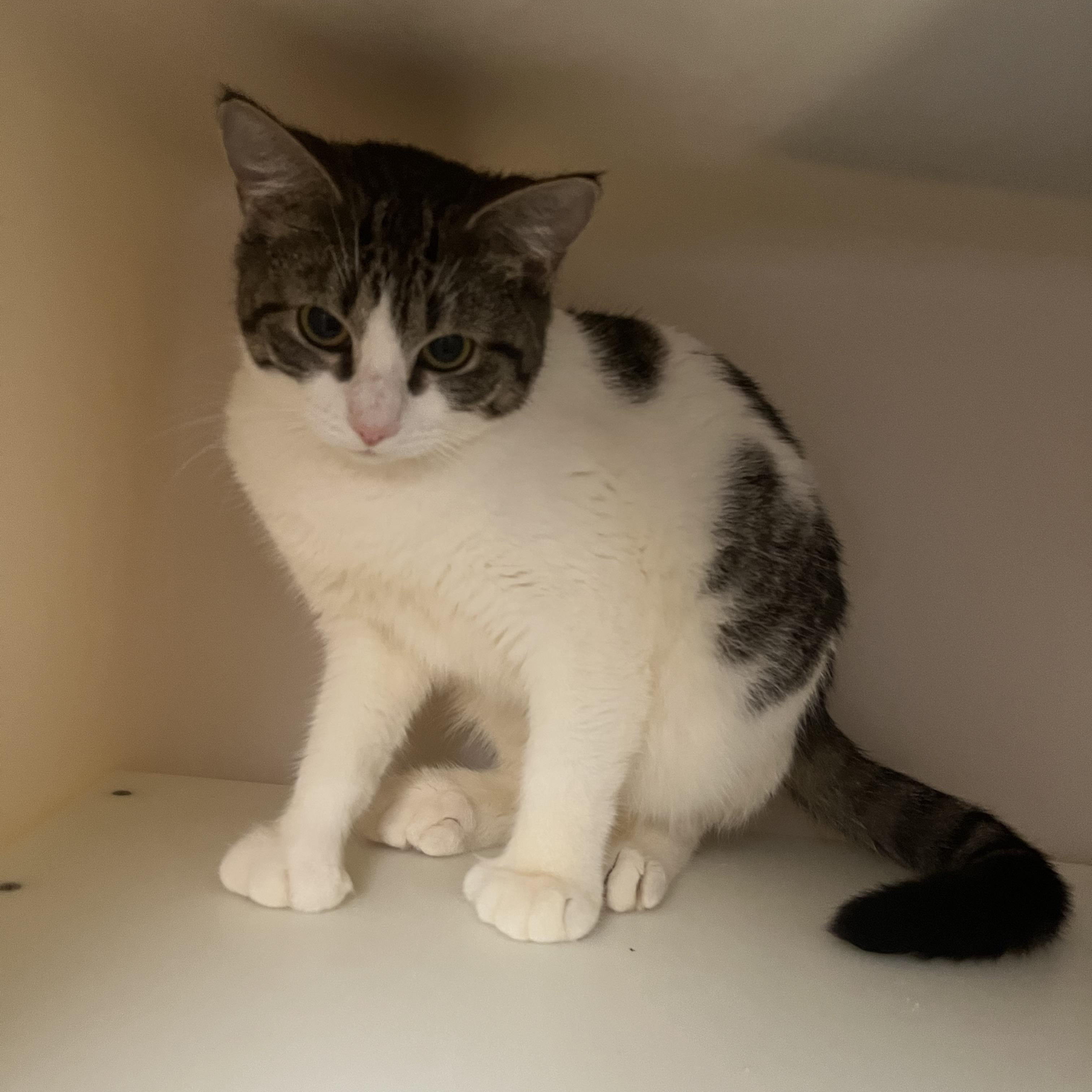 Peggy, a ADOPTABLE Domestic Short Hair in Salisbury, MA image 3/6