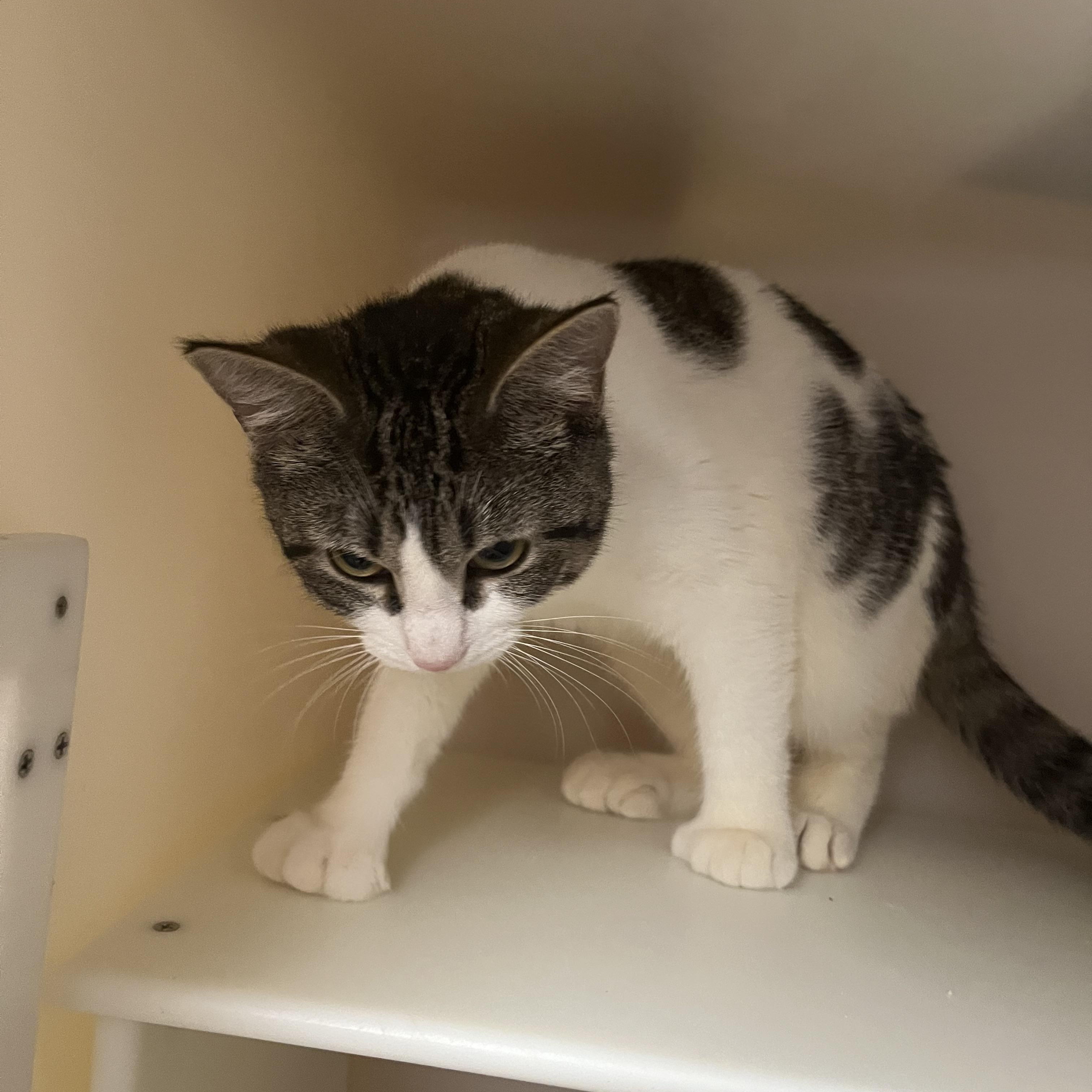 Peggy, a ADOPTABLE Domestic Short Hair in Salisbury, MA image 5/6