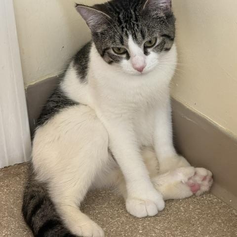 Peggy, a ADOPTABLE Domestic Short Hair in Salisbury, MA image 1/6