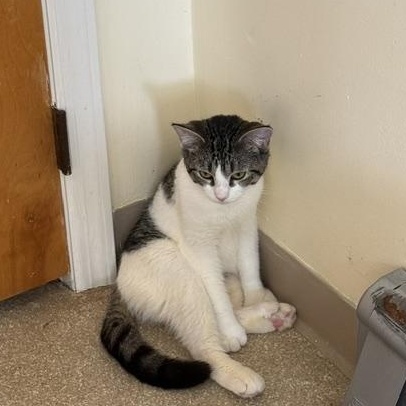 Peggy, a ADOPTABLE Domestic Short Hair in Salisbury, MA image 2/6