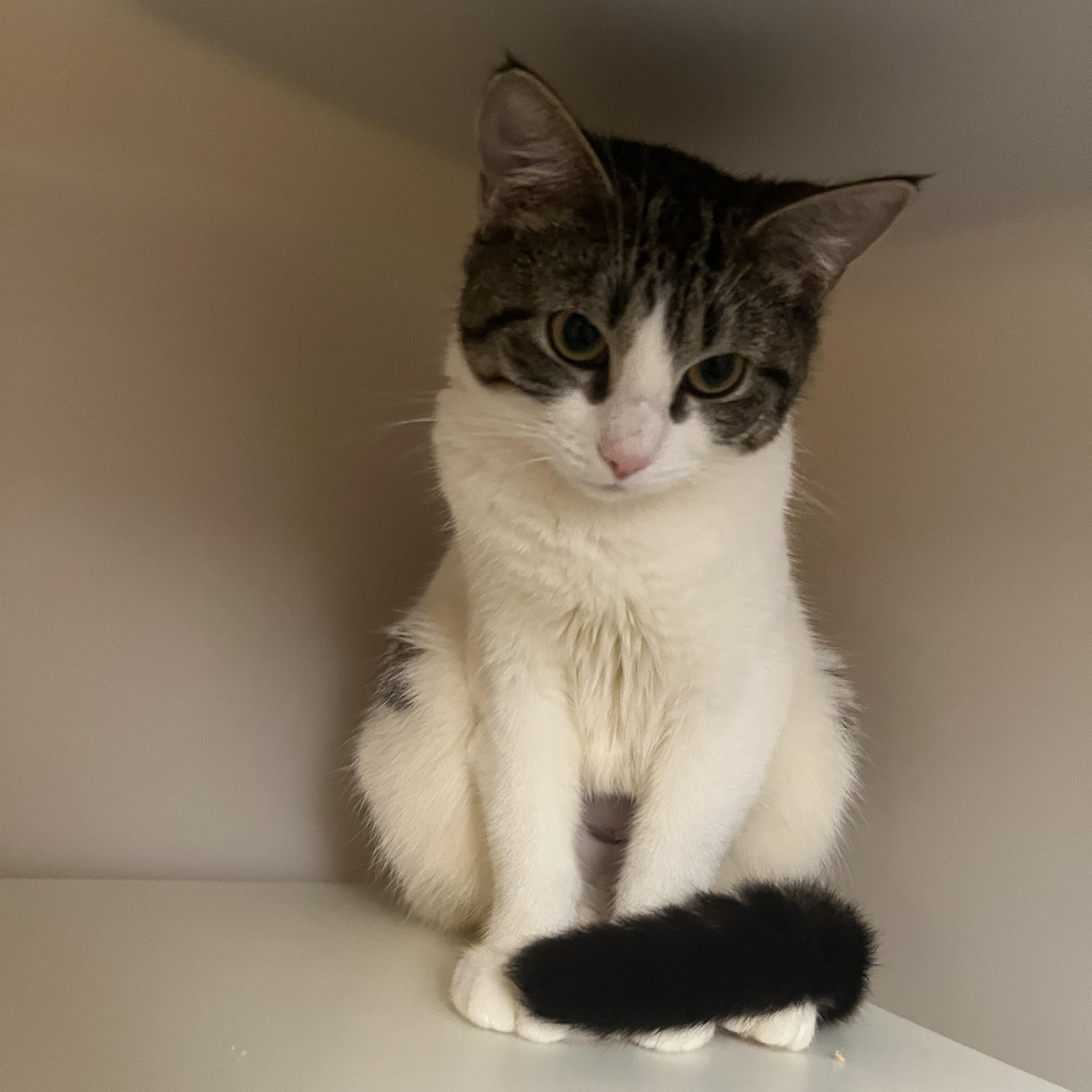Peggy, a ADOPTABLE Domestic Short Hair in Salisbury, MA image 4/6