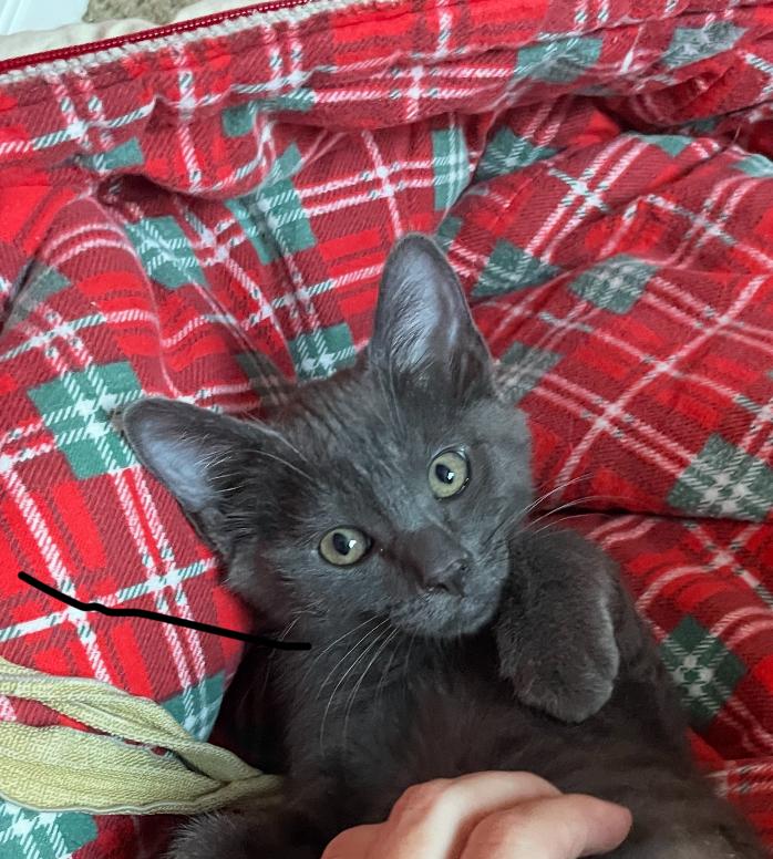 Amelia