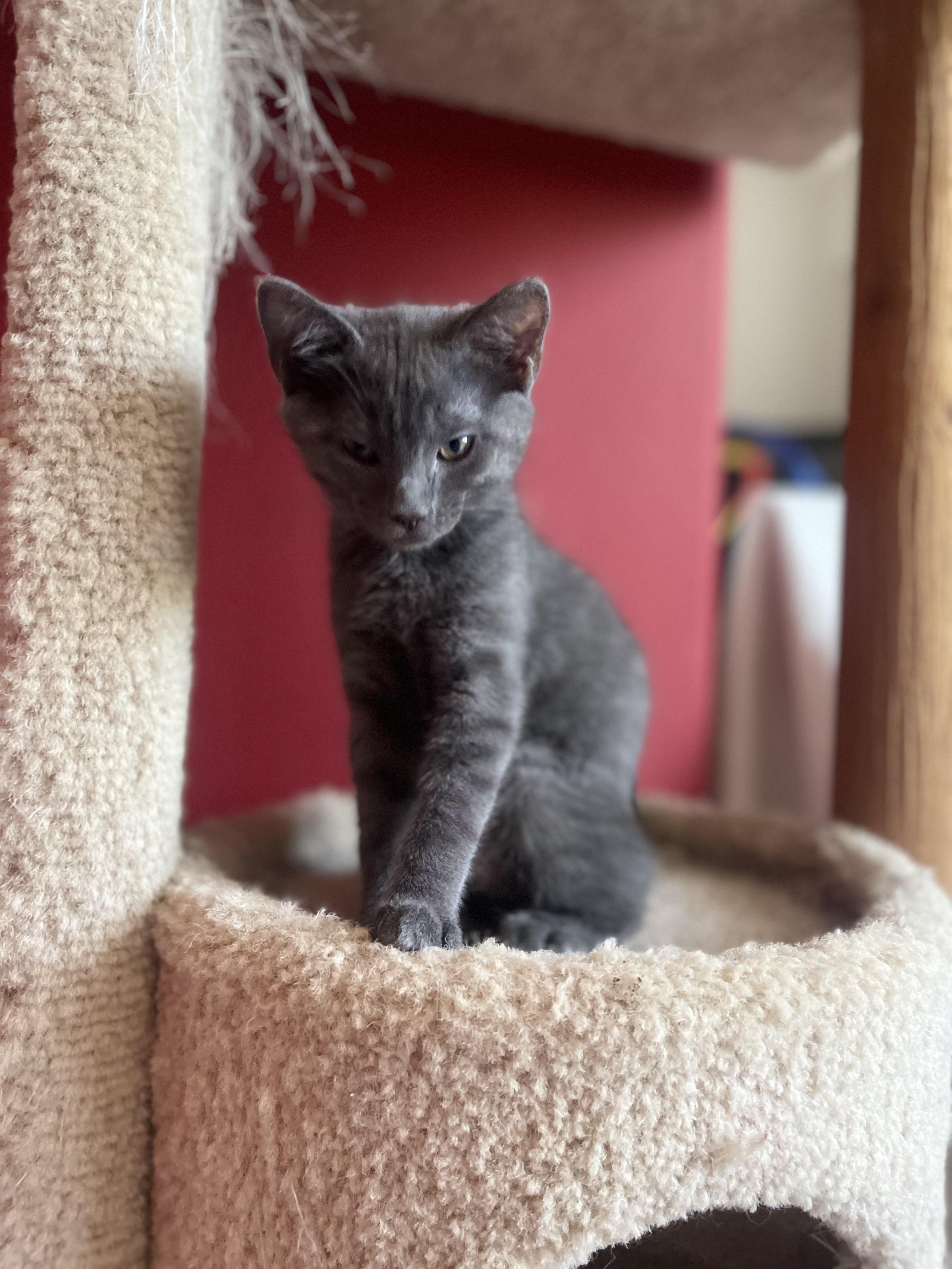 Amelia