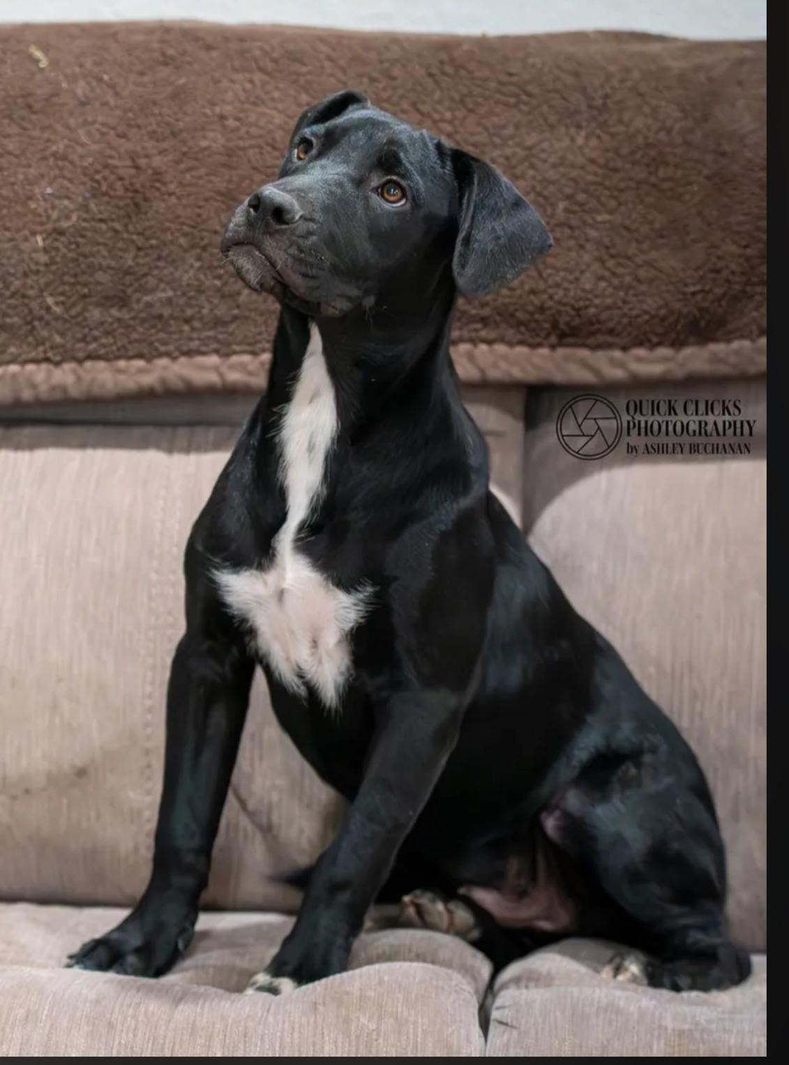 Milo, adoptable, Young Male Labrador Retriever.