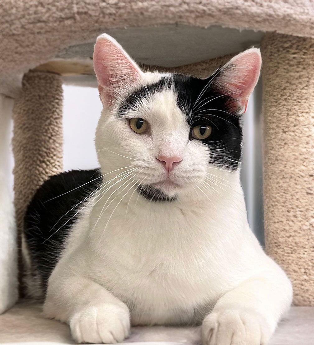 Enlarge Dicky, a Adoptable Domestic Short Hair in Mission Viejo, CA image 1/3