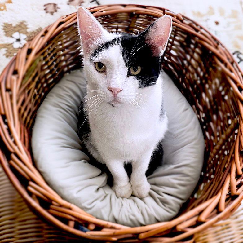 Enlarge Dicky, a Adoptable Domestic Short Hair in Mission Viejo, CA image 2/3