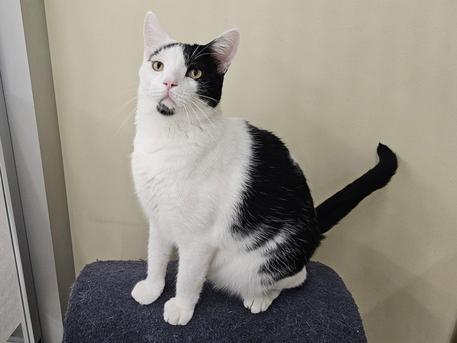 Enlarge Dicky, a Adoptable Domestic Short Hair in Mission Viejo, CA image 3/3