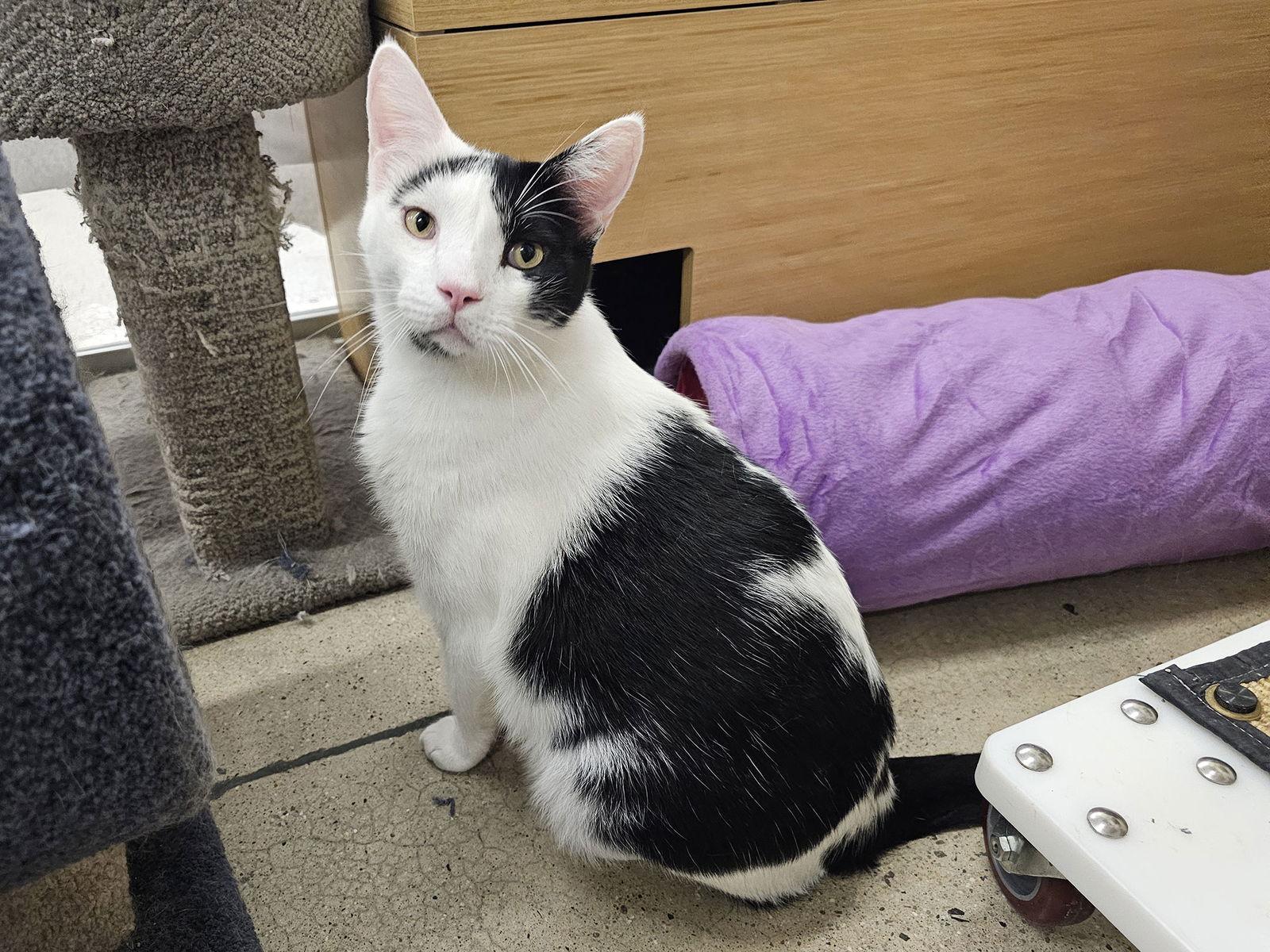 Enlarge Dicky, a Adoptable Domestic Short Hair in Mission Viejo, CA image 3/3