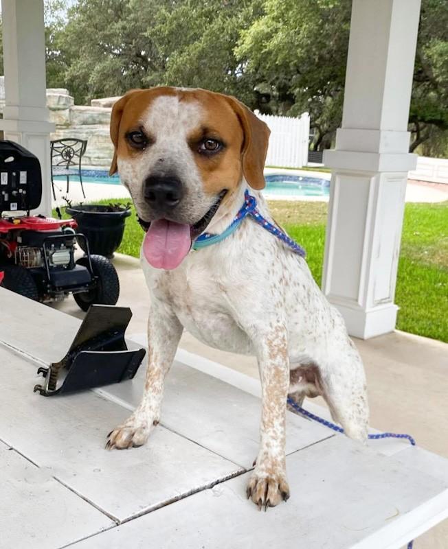 Enlarge Freckles, a ADOPTABLE mixed breed in Southport, CT image 6/6