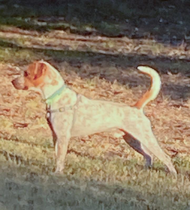 Enlarge Freckles, a ADOPTABLE mixed breed in Southport, CT image 3/6