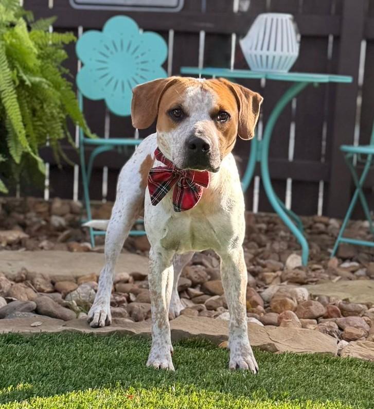 Freckles, ADOPTABLE, Young Male Labrador Retriever & Beagle.